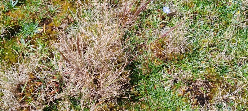 Cinnagrostis heterophylla photo 3