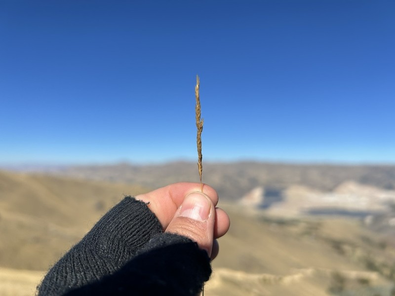 Cinnagrostis heterophylla photo 4