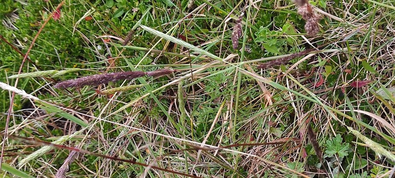 Cinnagrostis heterophylla photo 5