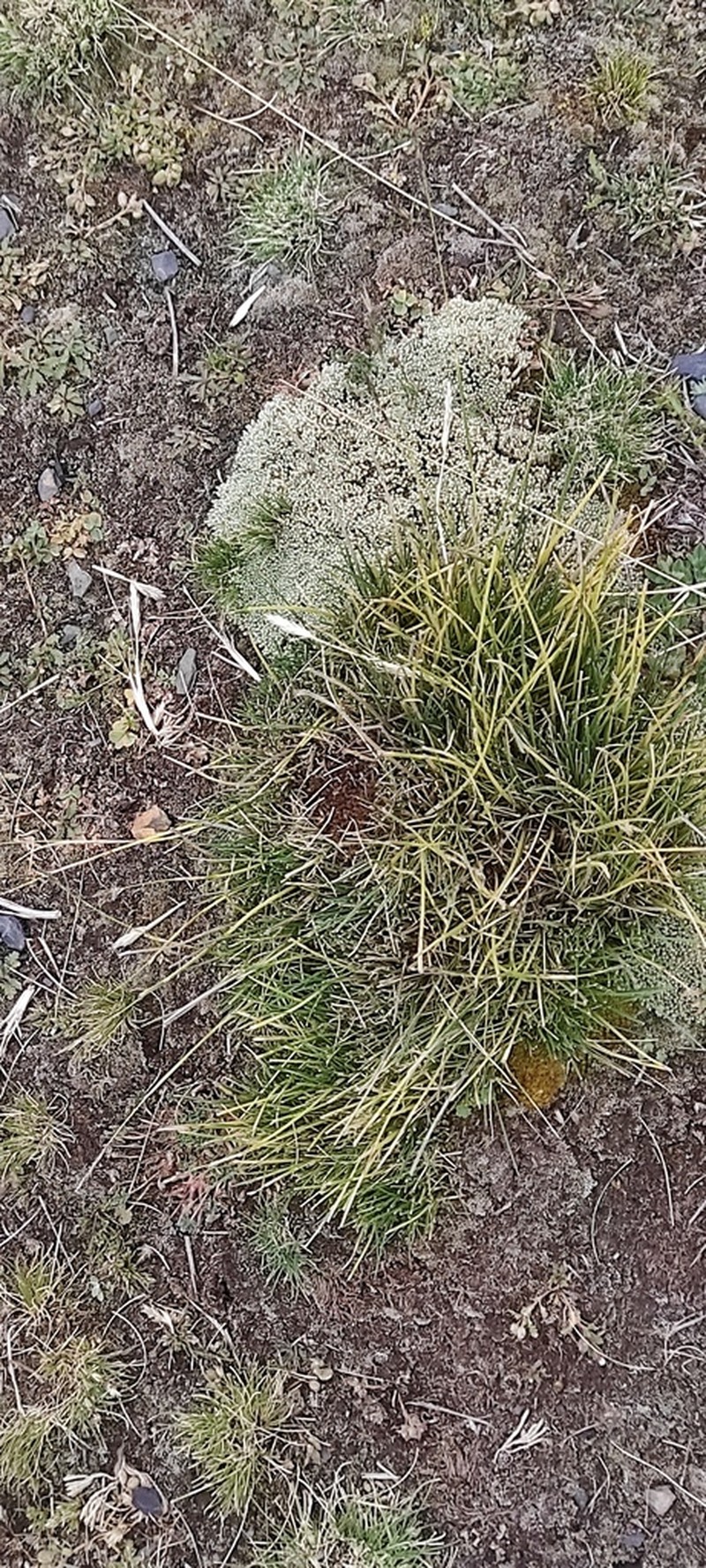 Cinnagrostis heterophylla photo 6