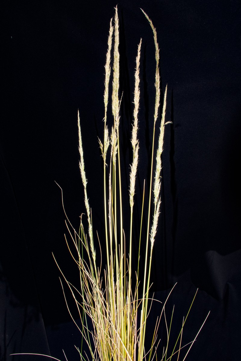 Cinnagrostis heterophylla photo 7