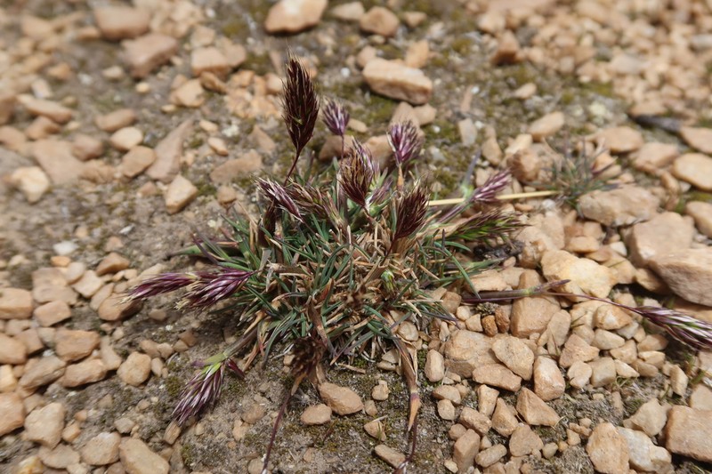 Cinnagrostis heterophylla photo 8