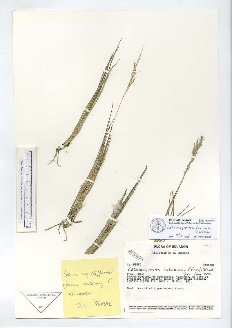 Cinnagrostis involuta photo 3