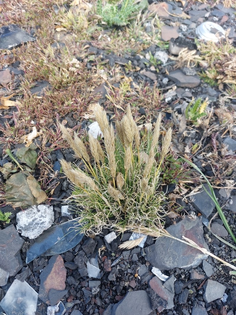 Cinnagrostis lagurus