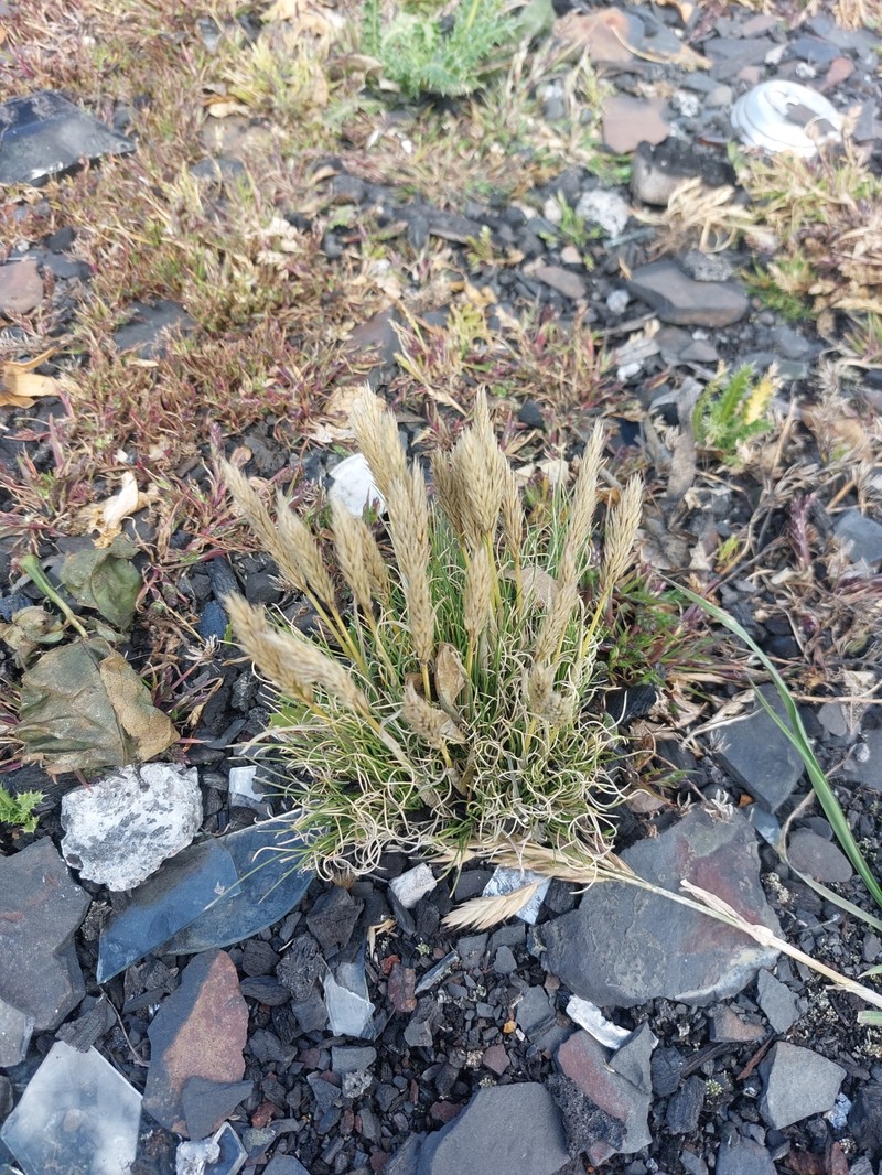 Cinnagrostis lagurus photo 2