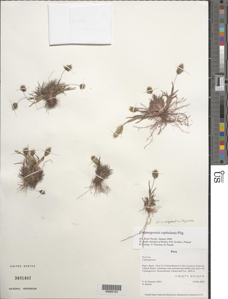 Cinnagrostis lagurus photo 3