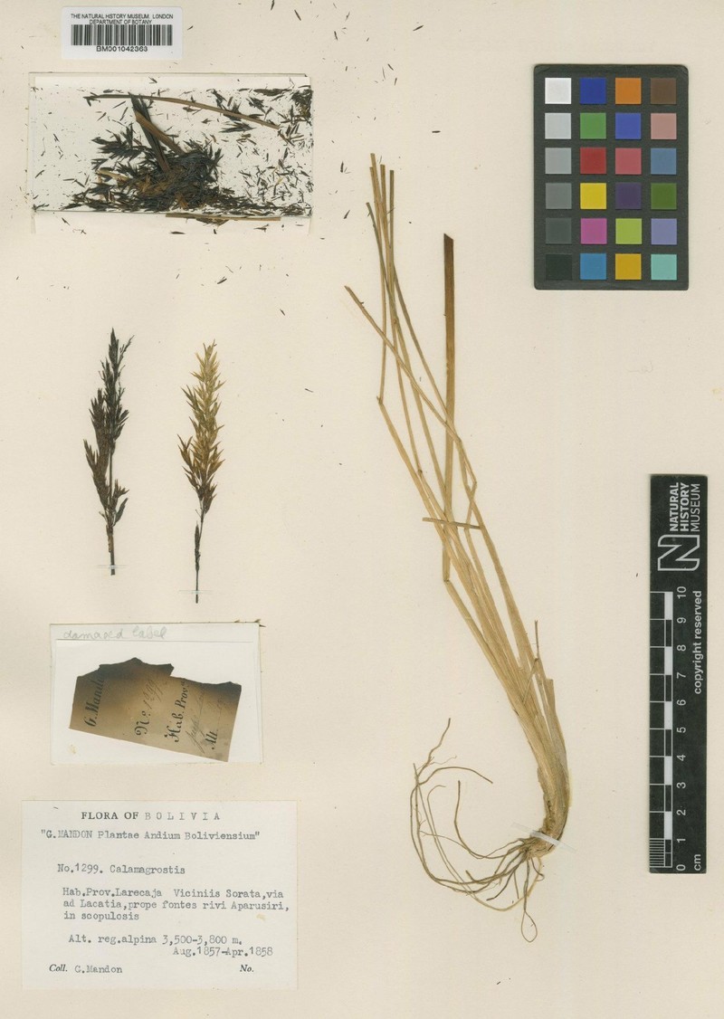 Cinnagrostis leiophylla