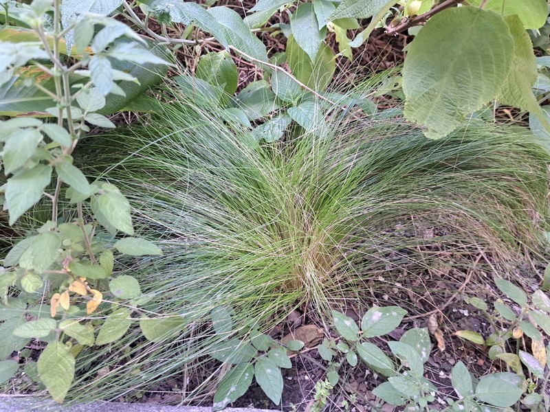 Cinnagrostis macrophylla photo 2