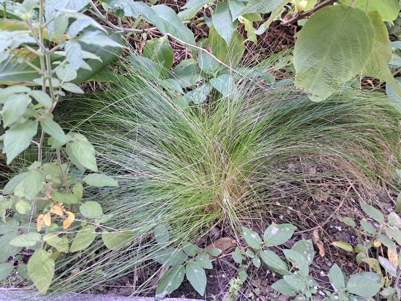 Cinnagrostis macrophylla photo 4