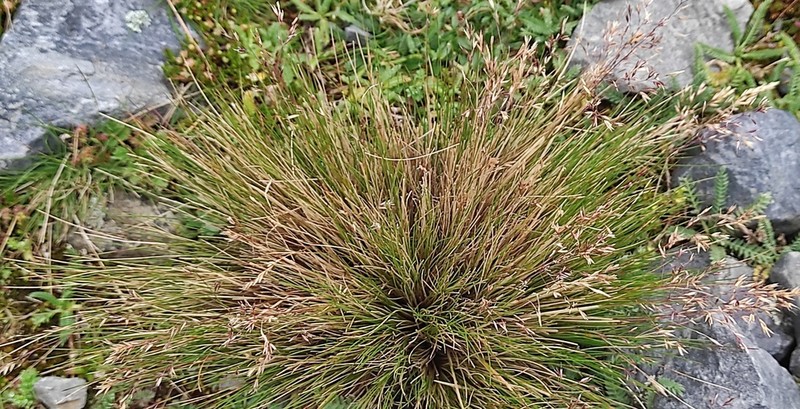 Cinnagrostis malamalensis photo 2