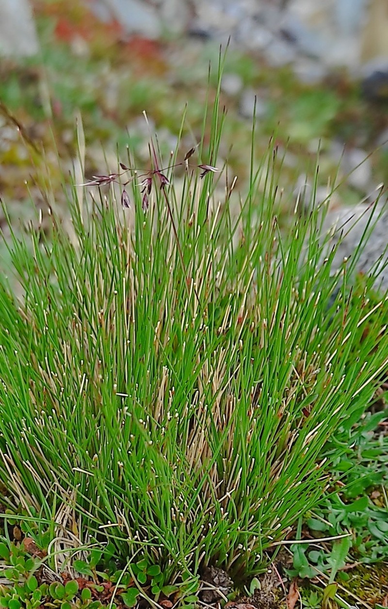 Cinnagrostis malamalensis photo 3