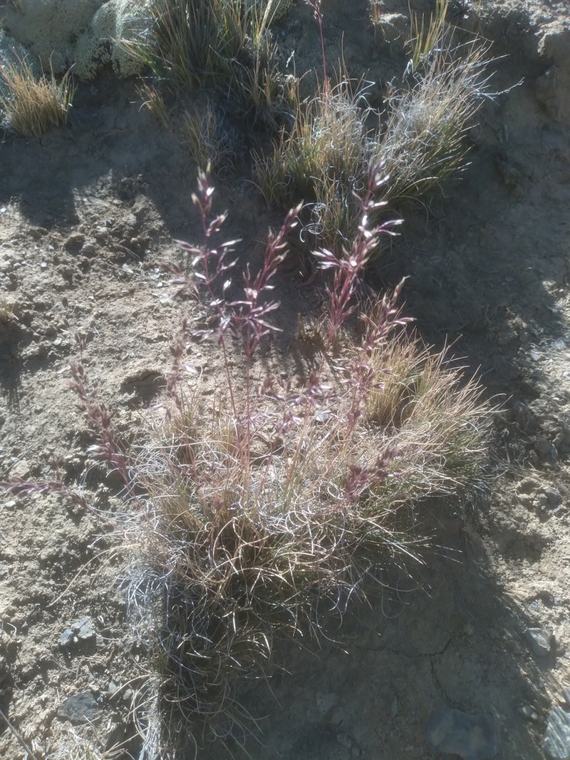 Cinnagrostis malamalensis photo 4