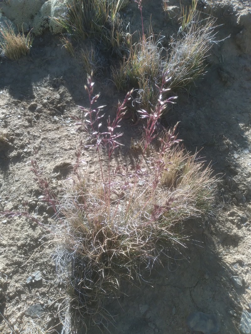 Cinnagrostis malamalensis photo 5