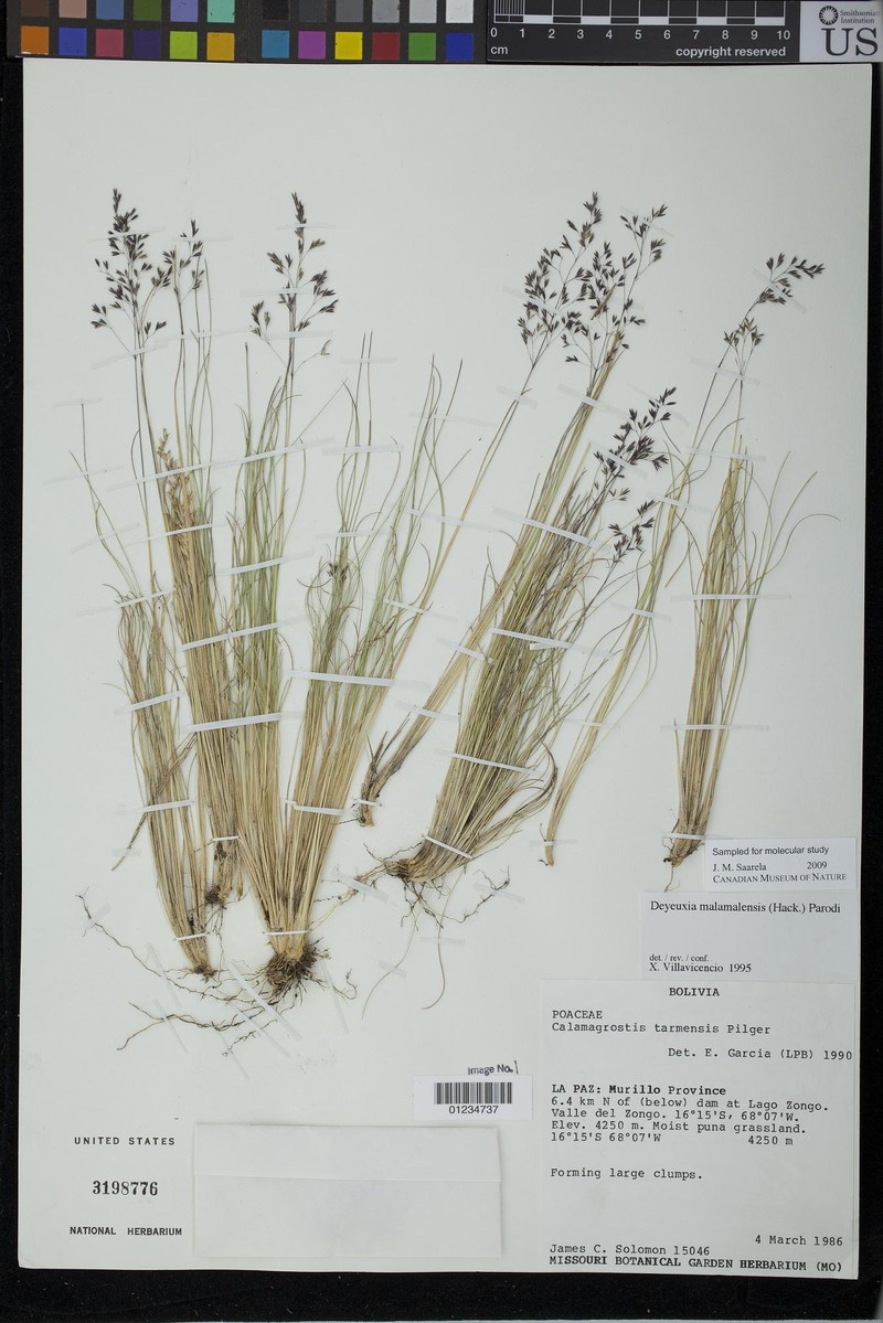 Cinnagrostis malamalensis photo 6