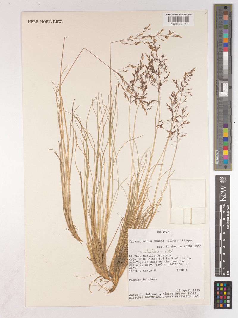 Cinnagrostis malamalensis photo 8