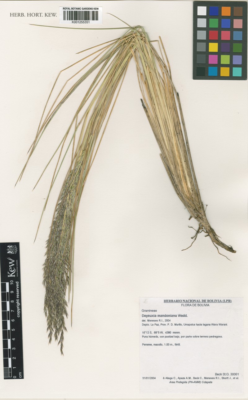 Cinnagrostis mandoniana