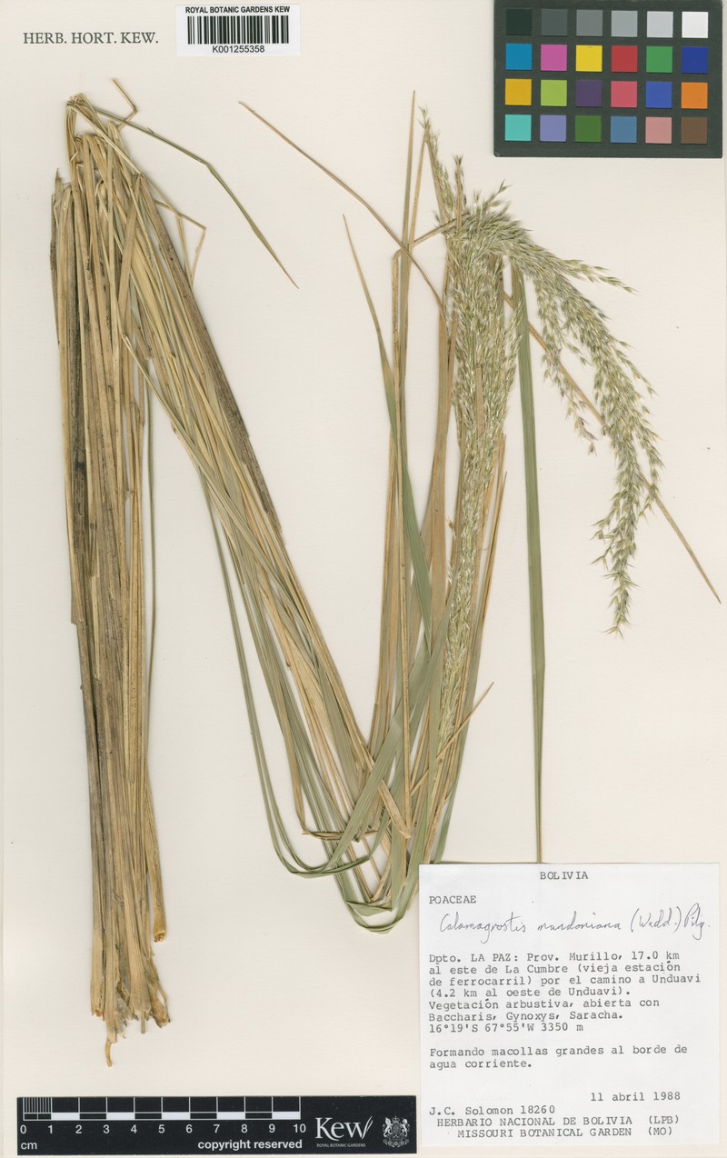 Cinnagrostis mandoniana photo 3