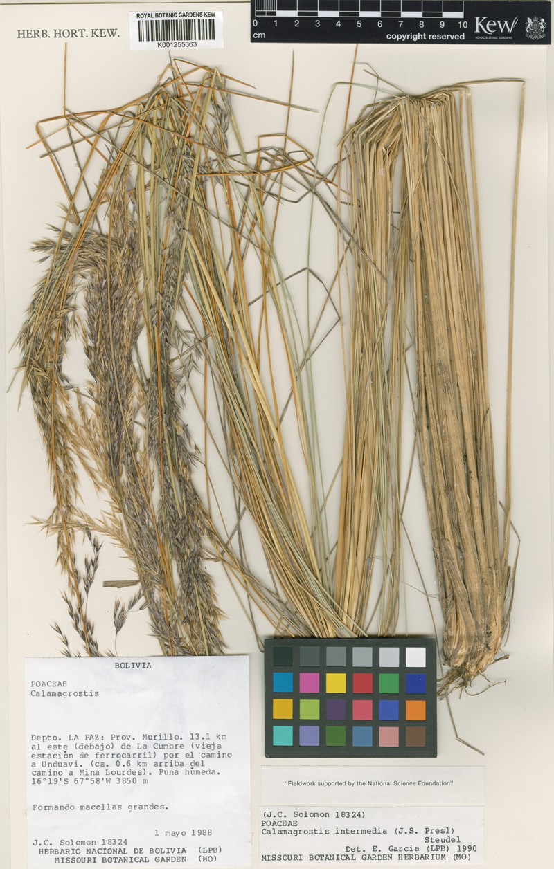Cinnagrostis mandoniana photo 4