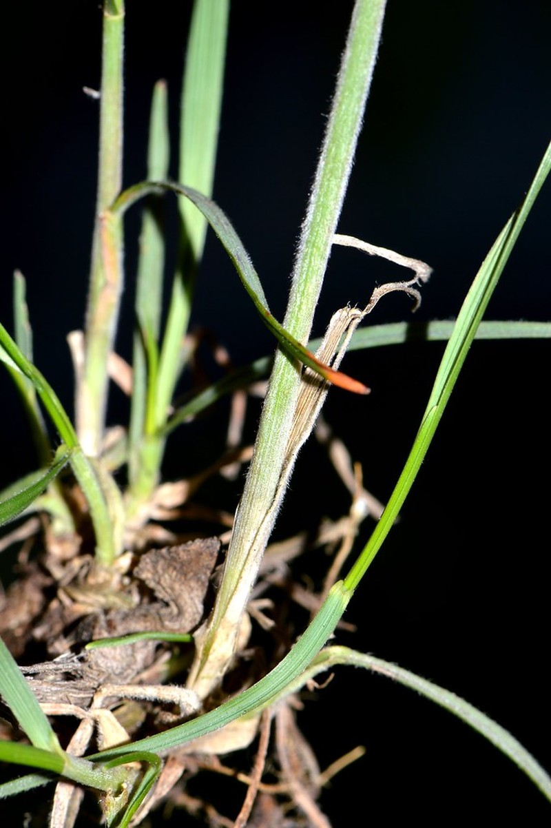 Cinnagrostis micrathera