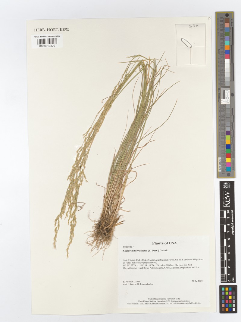 Cinnagrostis micrathera photo 2