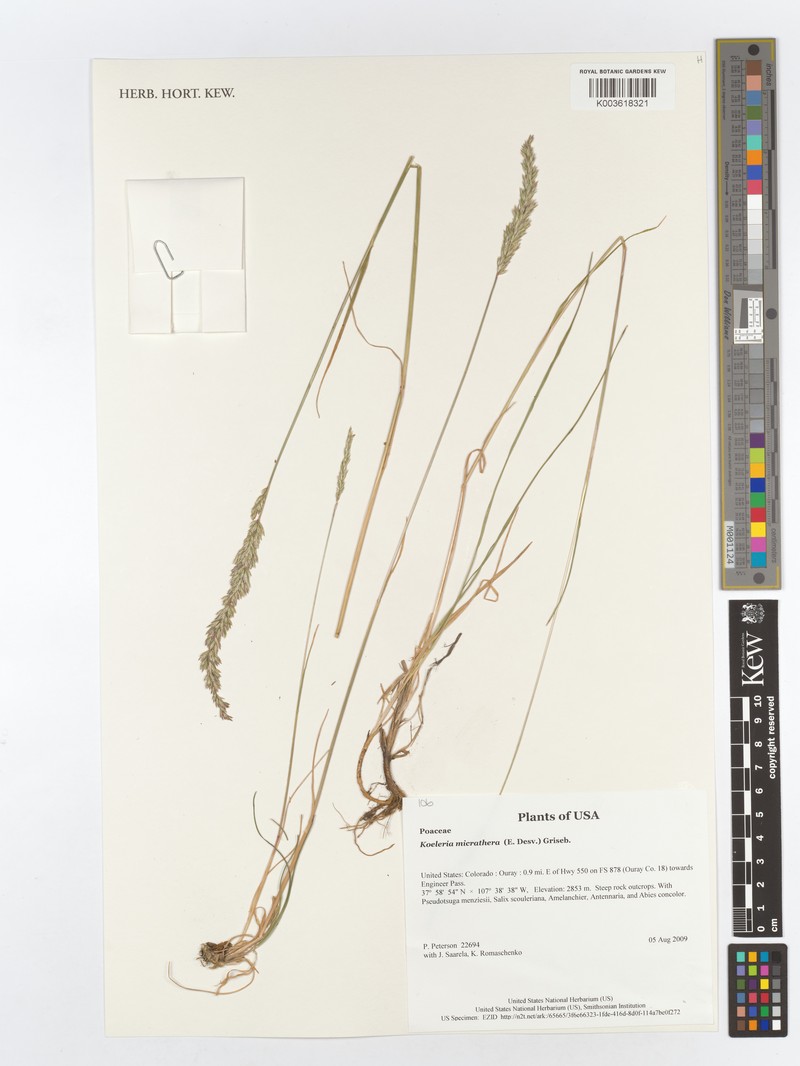 Cinnagrostis micrathera photo 3