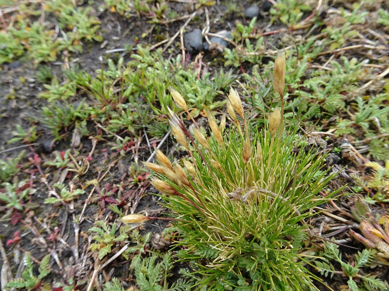 Cinnagrostis minima photo 7