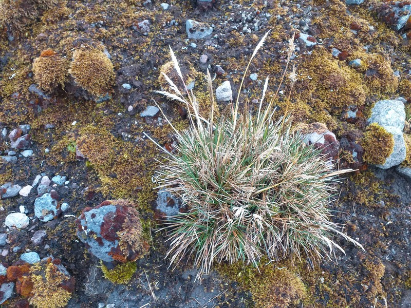 Cinnagrostis mollis