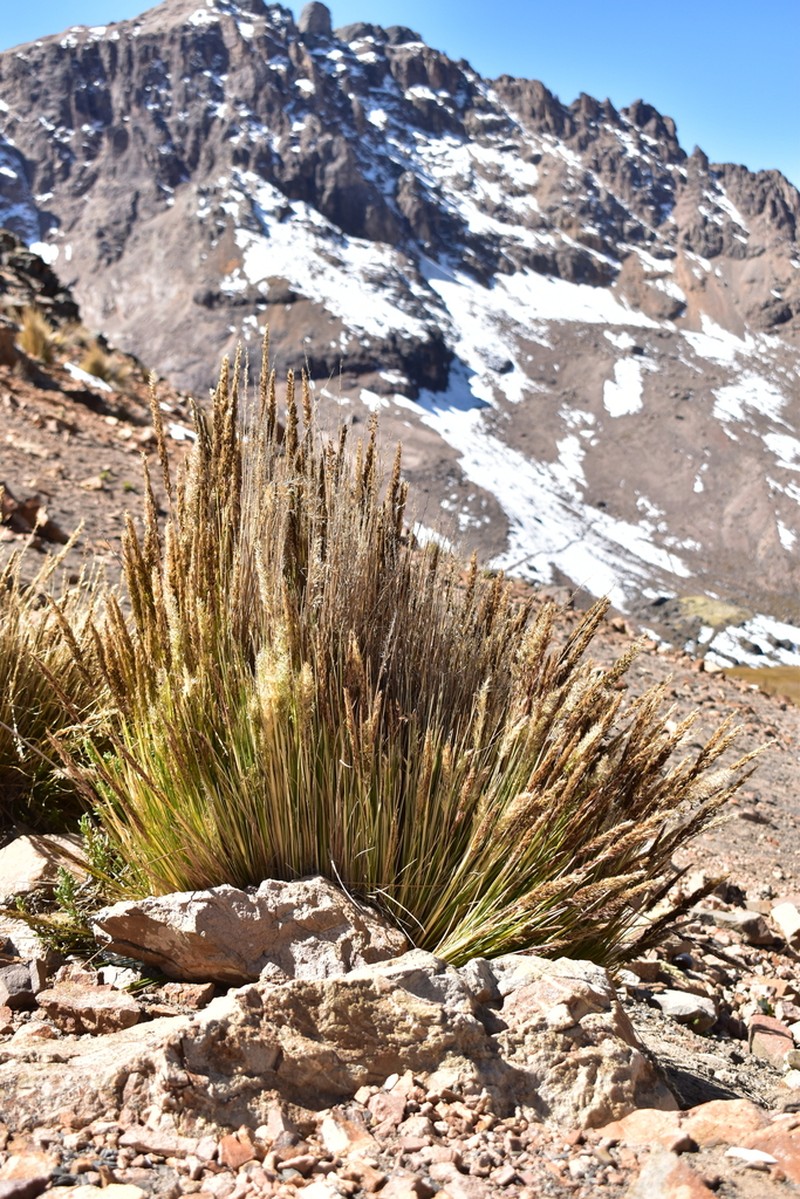 Cinnagrostis nitidula photo 2