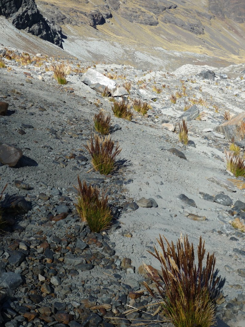 Cinnagrostis nitidula photo 5