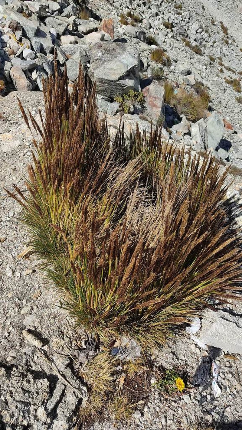 Cinnagrostis nitidula photo 8