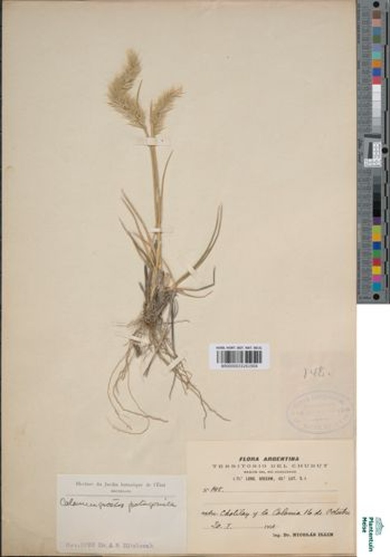 Cinnagrostis patagonica