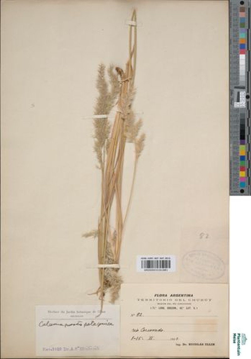 Cinnagrostis patagonica photo 2