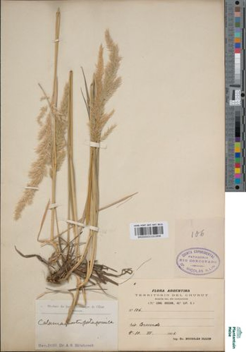 Cinnagrostis patagonica photo 3
