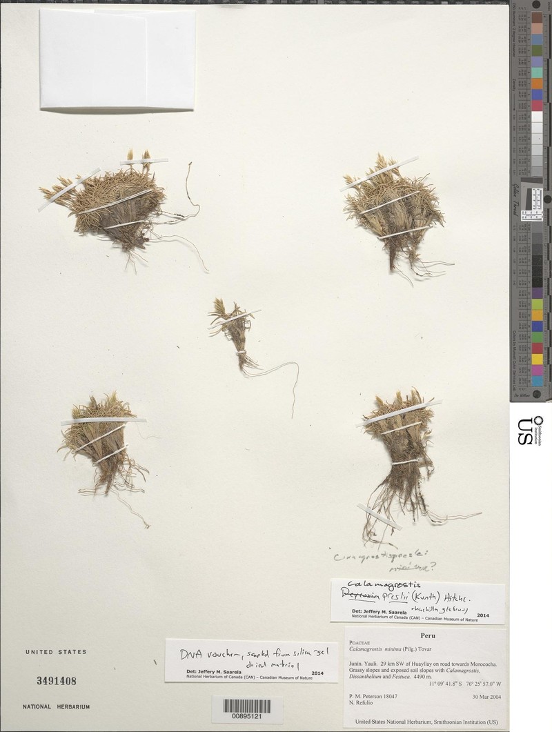 Cinnagrostis preslii
