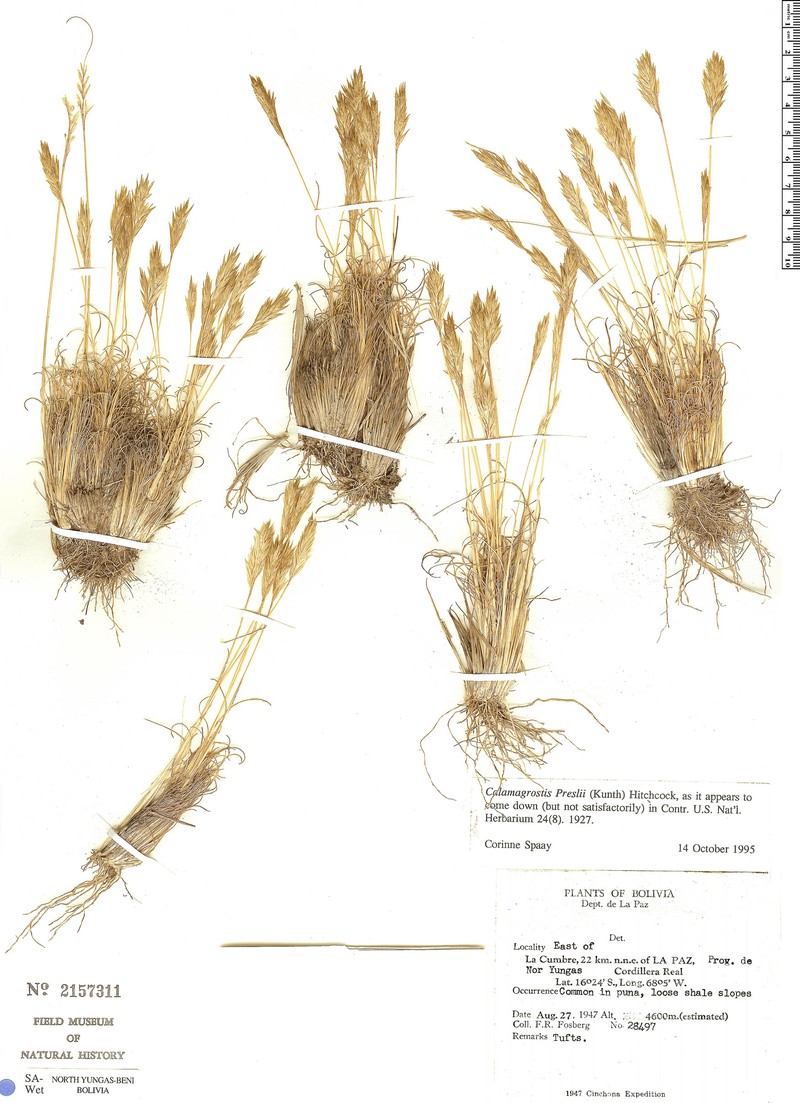 Cinnagrostis preslii photo 3