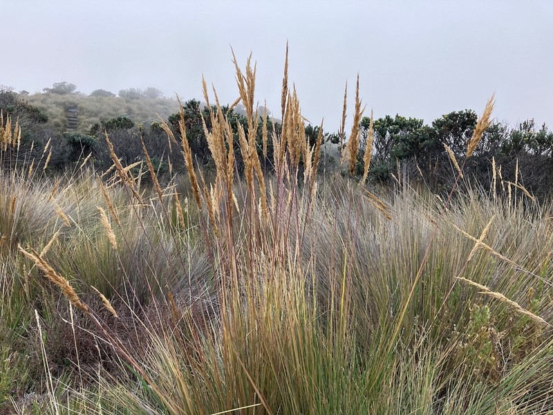 Cinnagrostis recta