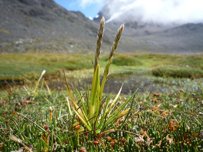 Cinnagrostis rigescens