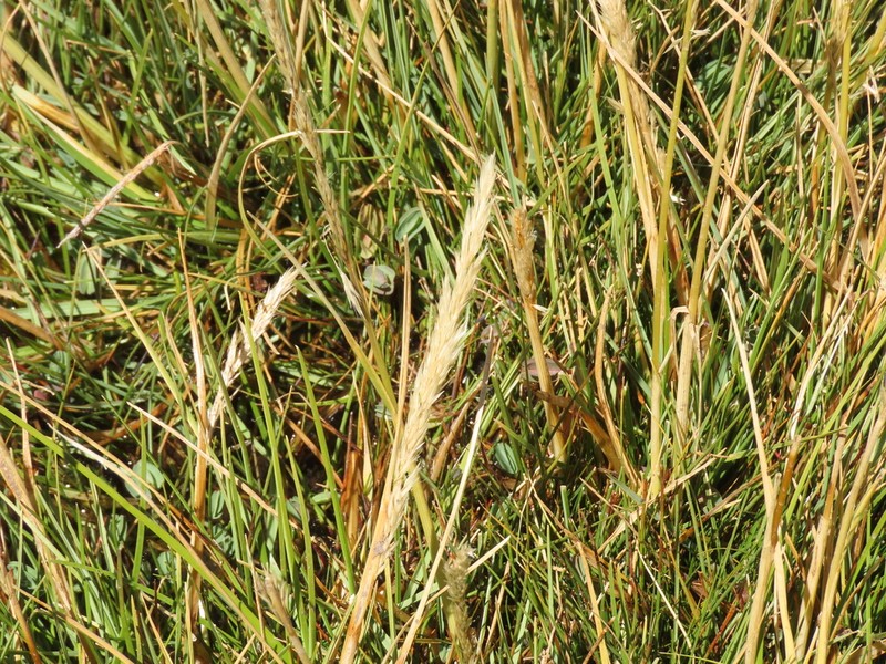 Cinnagrostis rigescens photo 2