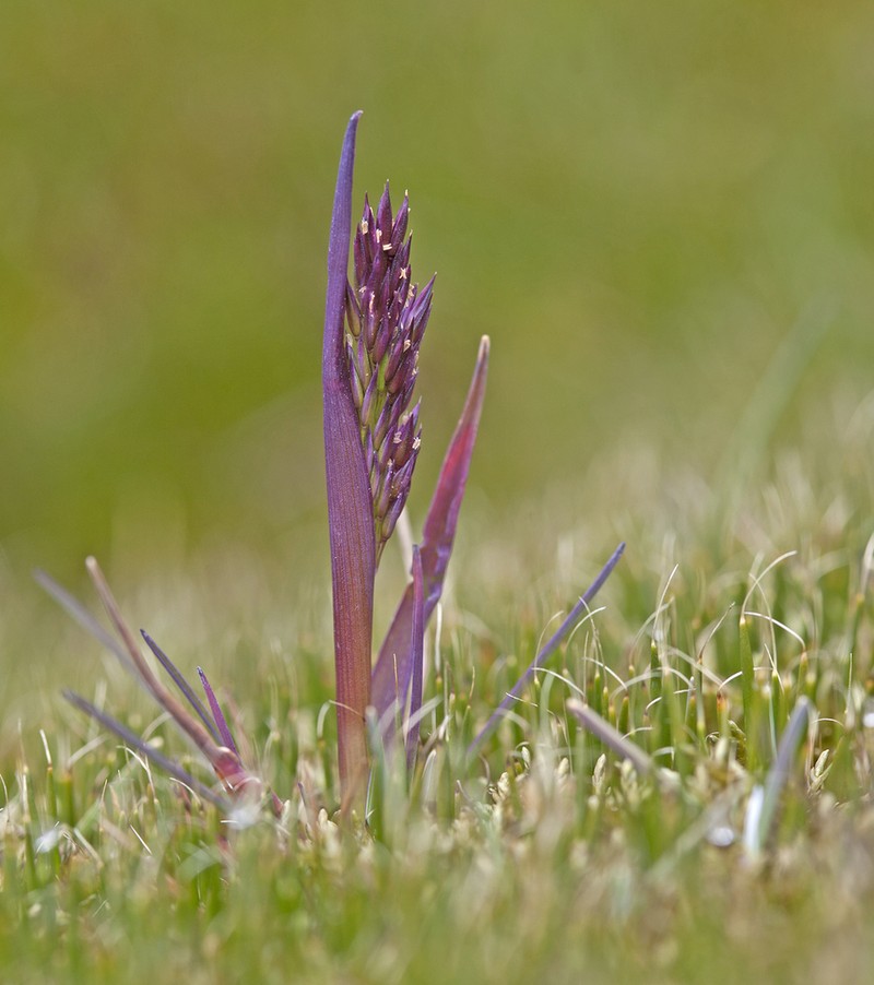 Cinnagrostis rigescens photo 3