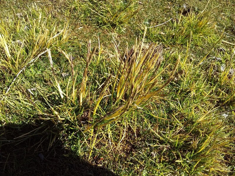 Cinnagrostis rigescens photo 4