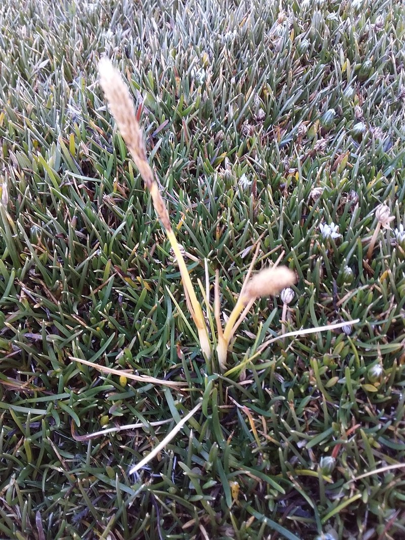 Cinnagrostis rigescens photo 5