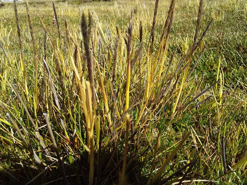 Cinnagrostis rigescens photo 6