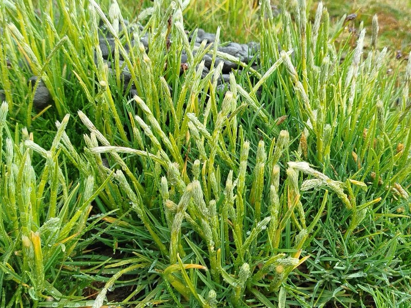 Cinnagrostis rigescens photo 7