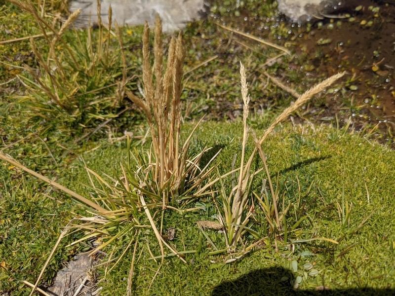 Cinnagrostis rigescens photo 8