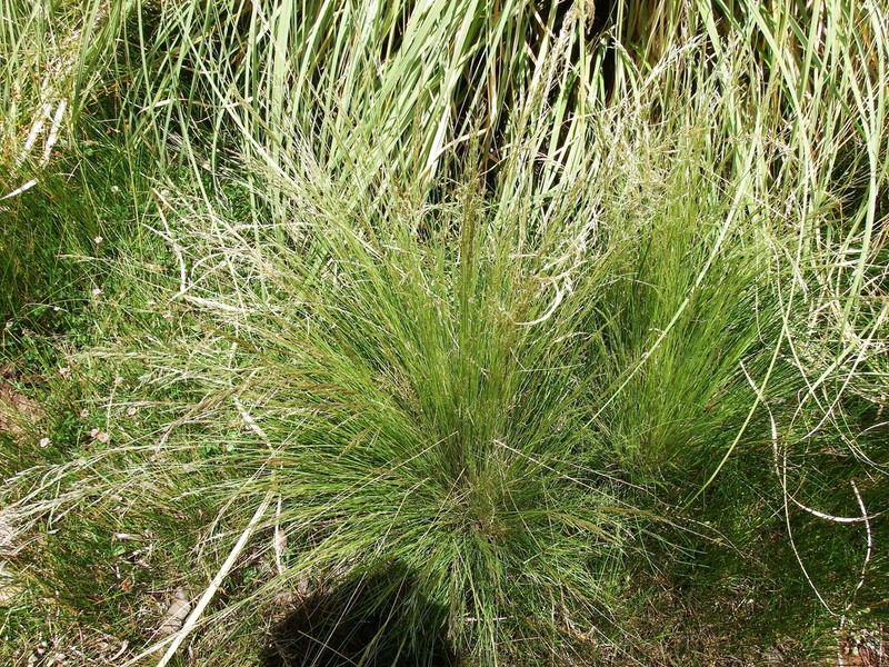 Cinnagrostis rigida