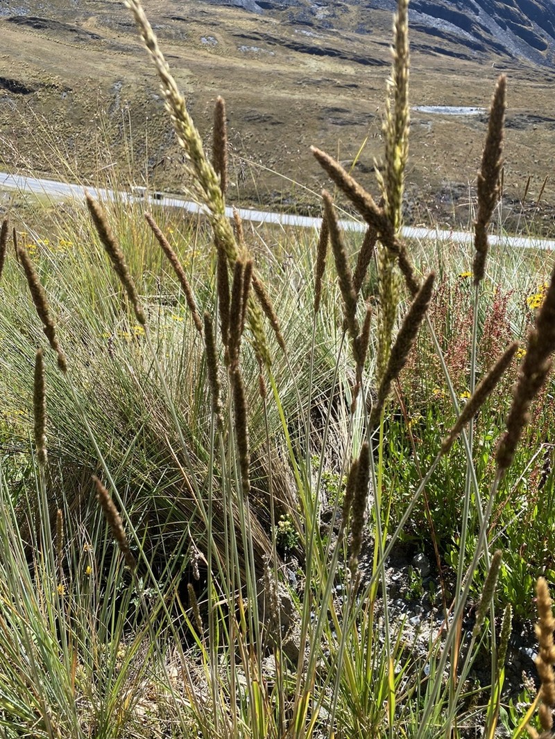 Cinnagrostis rigida photo 2