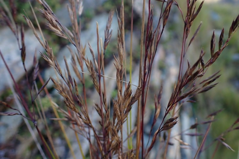 Cinnagrostis rigida photo 3