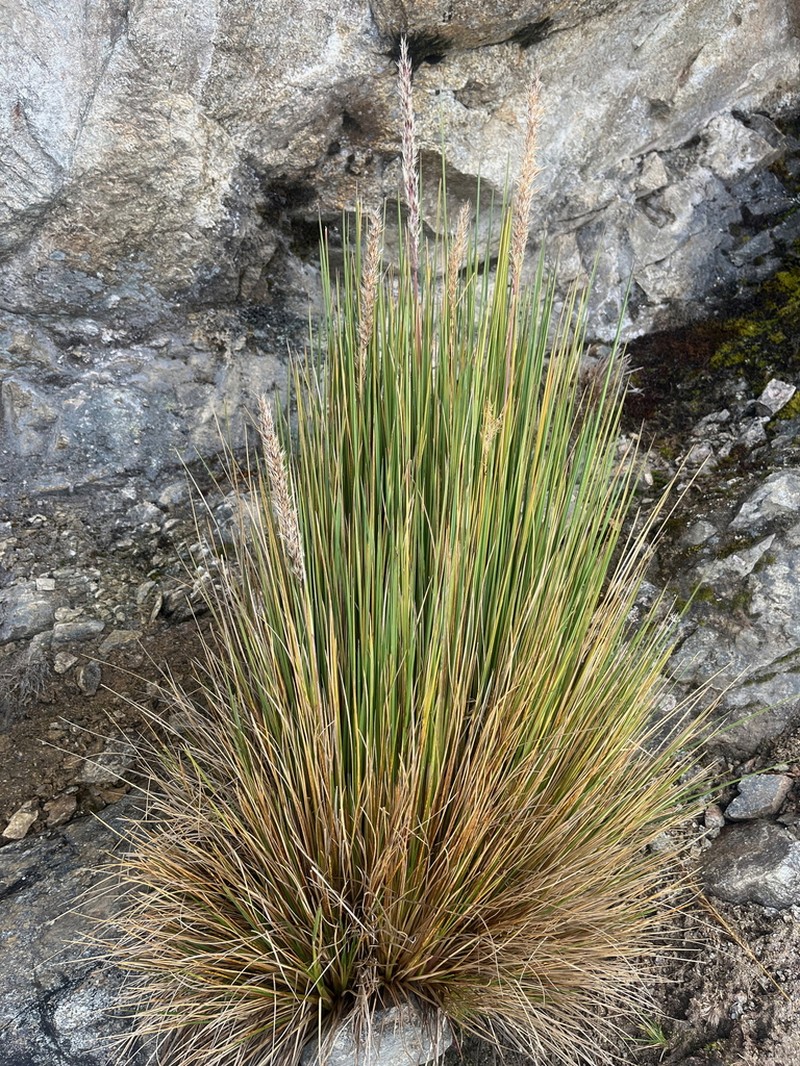 Cinnagrostis rigida photo 4