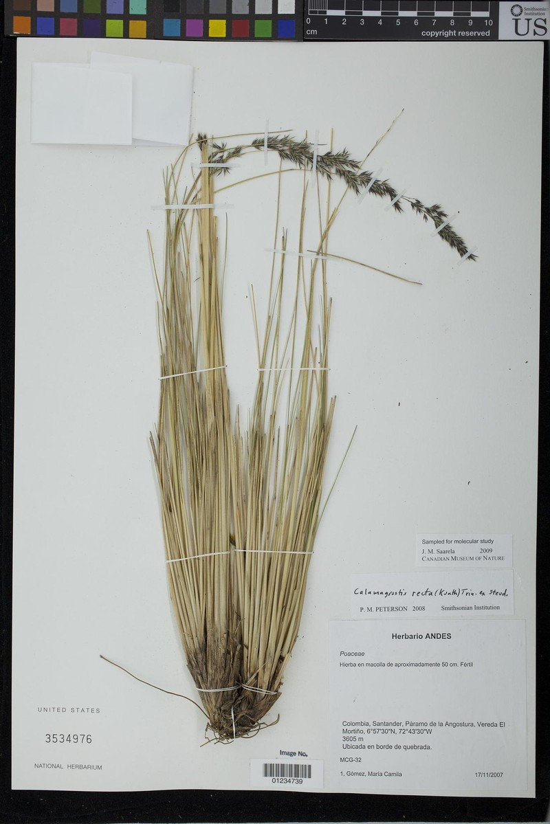 Cinnagrostis rigida photo 7