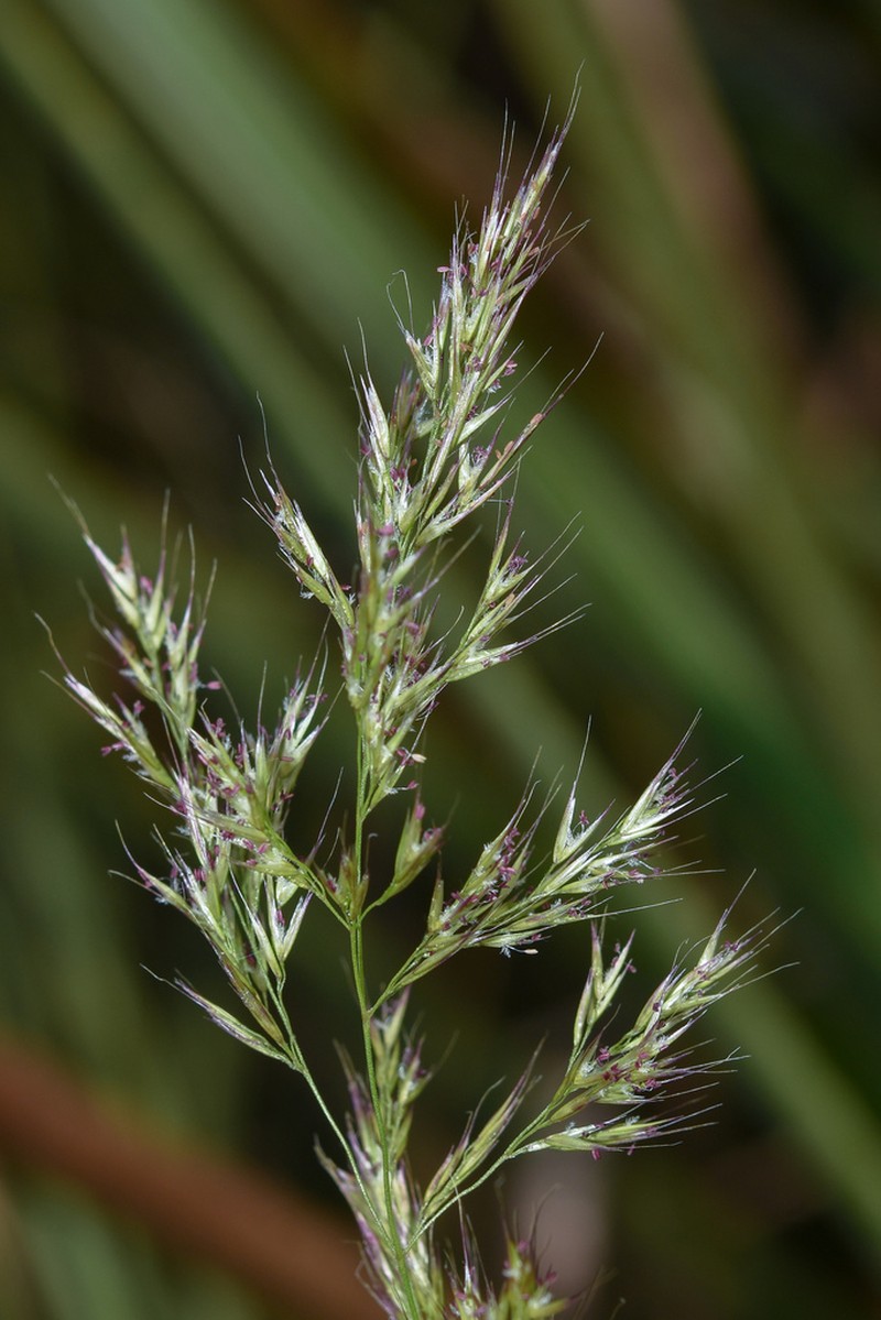 Cinnagrostis rupestris